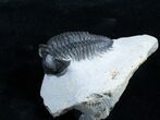 Inch Coltraneia Trilobite - Tower Eyes #2956-2